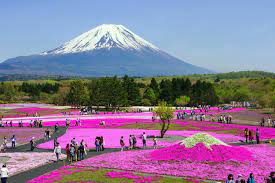Цветущая Япония
