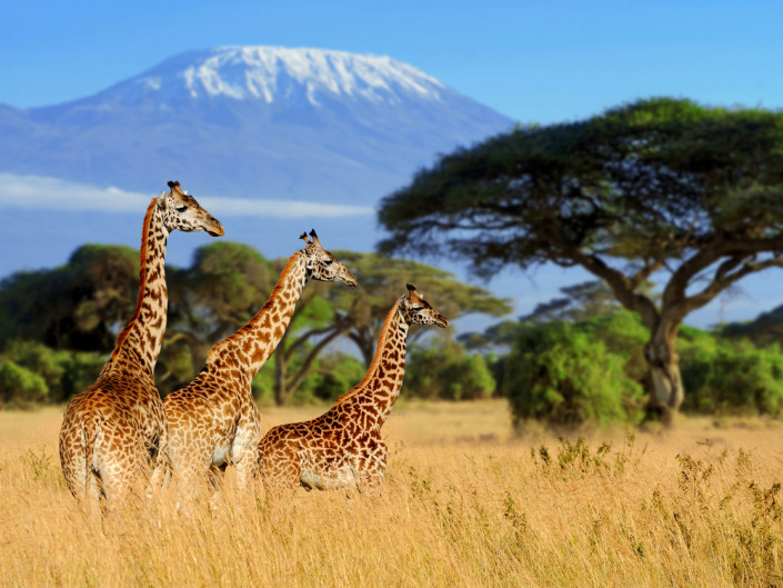 Сафари туры в Танзанию 